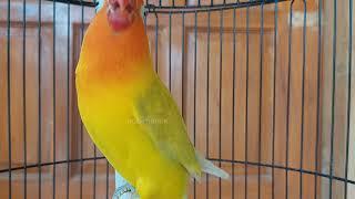 hobimanok lovebird fighter ngekek panjang