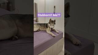 Husky n washed bedsheet #huskyworld #itsahuskything #huskylife #huskylove #huskyworld #dogfunnyclips