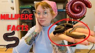 Millipede Facts and Handling!