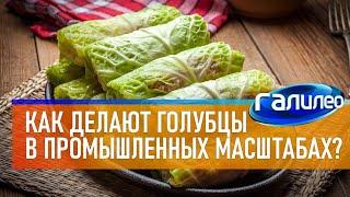 Галилео  Как делают голубцы в промышленных масштабах?