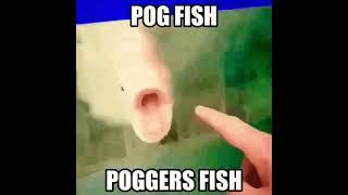 I upload pog fish