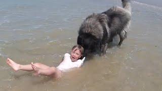 Dog Rescues Girl Playing in Ocean