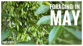 Foraging in May (Part 2 of 3) - UK Wildcrafts Monthly Foraging Calendar