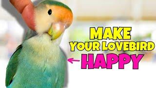 How to Make your LoveBird HAPPY | 10 Tips