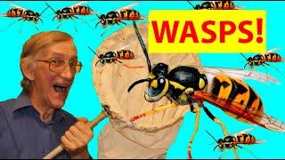 Какое Гнездо у Общественных Германских Ос Vespula germanica (Vespidae)?