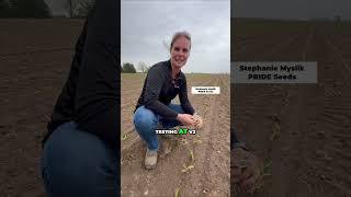 How hybrids respond differently to foliar feeding