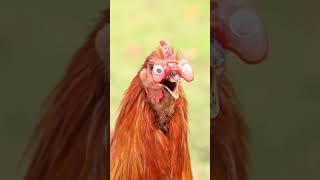 This Tiny Invention Stops Chickens from Fighting 