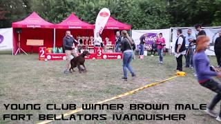 EUROPEAN DOBERMANN ALL STAR GRAND PRIX - SERBIA - YOUNG CLUB WINNER BROWN MALE