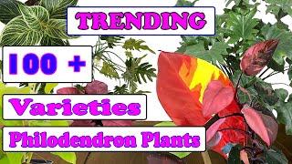 100+ TRENDING PHILODENDRON  VARIETIES/TYPES/ SPECIES NAME IDENTIFICATION.