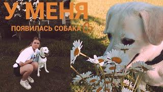 у меня появилась собака!| влог