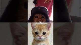 Elgato Vs Soviet Cat