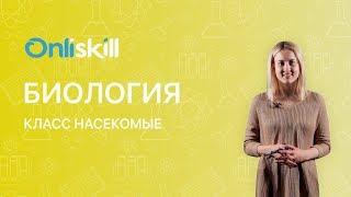 БИОЛОГИЯ 7 класс: Класс Насекомые