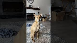 Wow, that’s a lot  ( credit to Winnie, the cattle dog for the video idea ) ￼￼