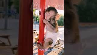 Обезьянка уснула/The monkey fell asleep