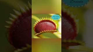 5 Incredible Venus Flytrap Varieties #YouTubeShorts #Shorts