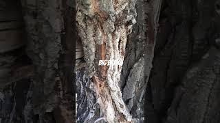 hunting bark for wood carving #woodcarving #cottonwoodbark