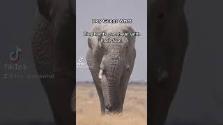 Hey Guess What #elephant #elephants #facts #interestingfacts #weirdfacts #funnyfacts