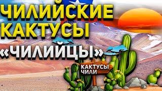 ЧИЛИЙСКИЕ КАКТУСЫ. Чилийцы. Copiapoa.Eriosyce.