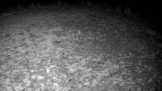 Bloodline Hunt - Live Food Plot Feed
