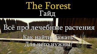 The Forest гайд. Все про лечебные растения. Как найти, сажать. Для чего нужны?