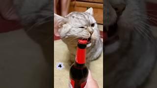 Cats are the best helpers.         #cat #funny #pets