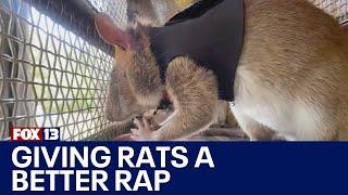 'Hero rats' giving rodents a better rap | FOX 13 Seattle