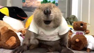 Rescue beaver builds dam with stuffed toys