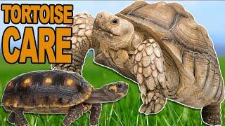 Tortoise Care 101: Everything You Want To Know!