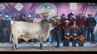 P314 Muestra Nacional 2024 de Ganado Beefmaster