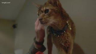 Cat reunites with Port Orchard family after missing nearly 4 years