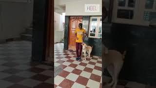 Pawspace experienced trainer