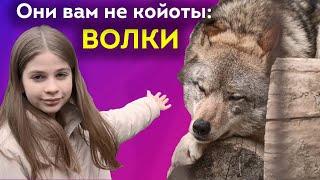 Волки - клыки, вой и семья! / Интересные факты о волках/ ШКИТ про животных