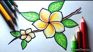 Jasmine Flower Drawing with Colour Pencils | Jasmine flower drawing step by step