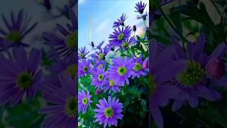 beautiful purple flowers #flower #shorts #amazing