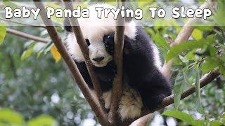 Baby Panda Trying To Sleep | iPanda