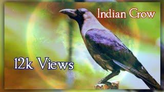 House Crow / Indian Crow / Colombo Crow