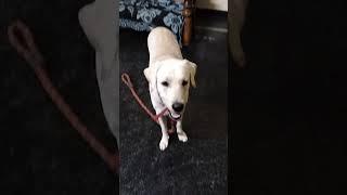 Mr.Freddy| labrador #funnyvideos #doglove #petcare #dogforlife #tamilsong