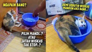 NGAKAK BANGET.! Demi Sebutir Wiskas, Kucing Ini Rela Dimandiin Majikannya ~ Kucing Lucu Terbaru