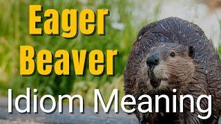 Eager Beaver Meaning | Idioms in English