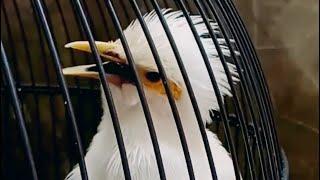 BLACK WINGED STARLING VERY BEAUTIFUL BIRD