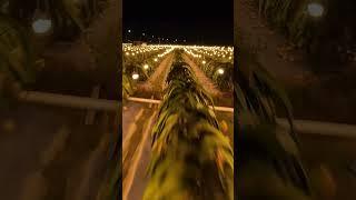 Have you ever seen a dragon fruit orchard? #drone #caddx #caddxfpv