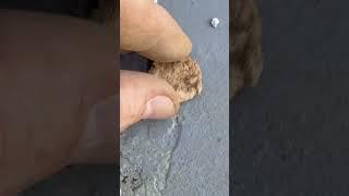 Awesome finds Metal Detecting 1940’s house! #metaldetecting #coins #silver