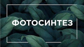 Фотосинтез | ЕГЭ Биология | Даниил Дарвин