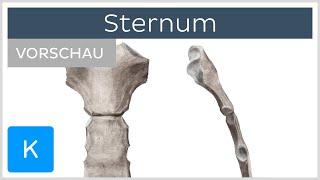 Sternum - Aufbau und Funktion (Vorschau) | Kenhub