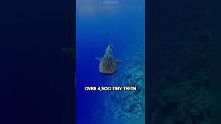 Fascinating Animal Facts That Will Expand Your Knowledge!