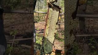 Amazing small honey and harvesting is so nice #beekeeper #workerbee #honey #beefeater #beekeeping