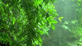 10 Hours of Gentle Rain, Rain Sounds for Sleeping - Beat insomnia, Relax, Study, Reduce Stress