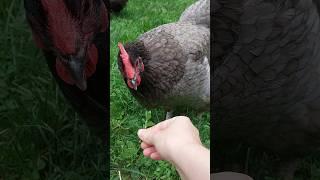 Why crows are helpful for chicken keepers