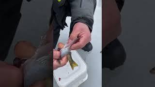 10-second Perch Cleaning Hack You Need To See!