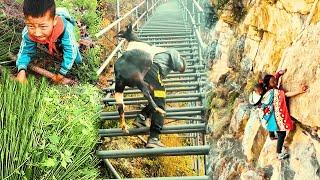 Villagers living on cliffs  | Most dangerous cliff way to the village | Chinese Cliff Village